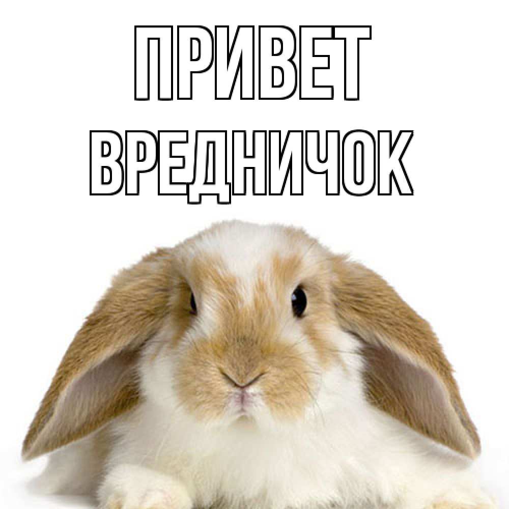 Открытка на каждый день с именем, Вредничок Привет с животными Прикольная открытка с пожеланием онлайн скачать бесплатно 