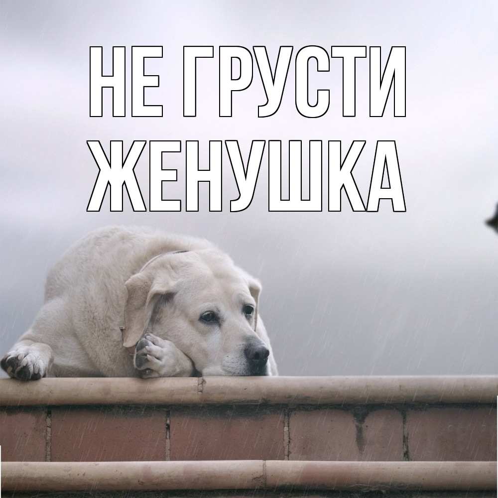 Открытка на каждый день с именем, женушка Не грусти белый пес 1 Прикольная открытка с пожеланием онлайн скачать бесплатно 