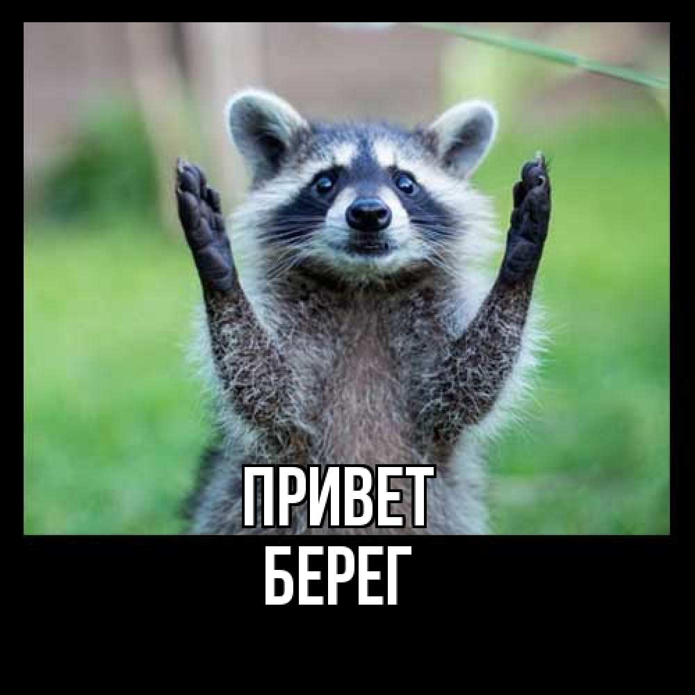 Открытка на каждый день с именем, Берег Привет животные Прикольная открытка с пожеланием онлайн скачать бесплатно 