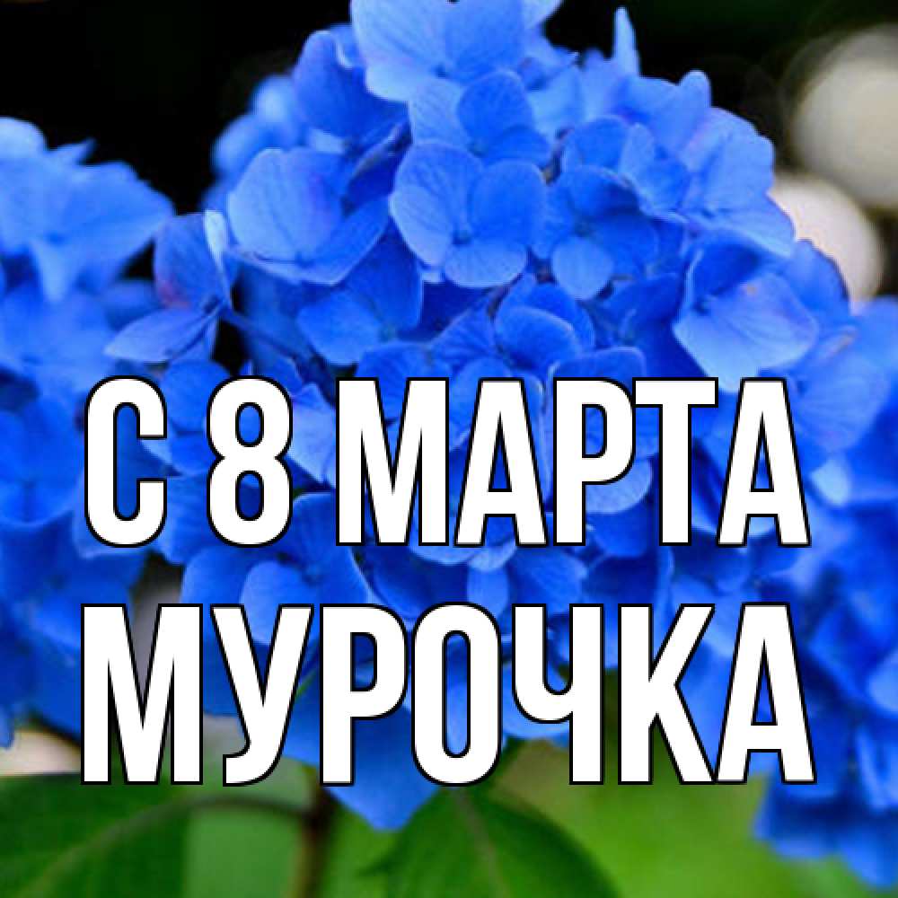 Открытка на каждый день с именем, Мурочка C 8 МАРТА синие цветы Прикольная открытка с пожеланием онлайн скачать бесплатно 