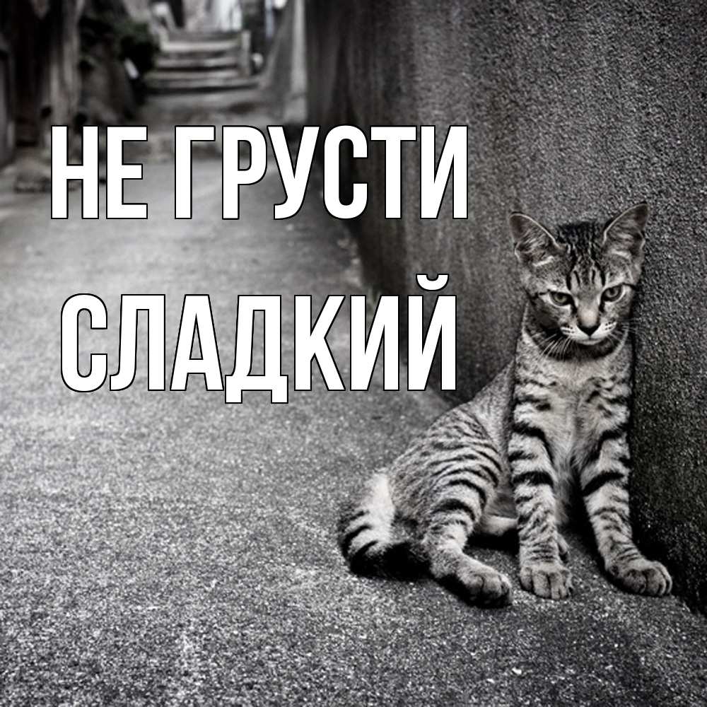 Открытка на каждый день с именем, Сладкий Не грусти скучающий котик Прикольная открытка с пожеланием онлайн скачать бесплатно 