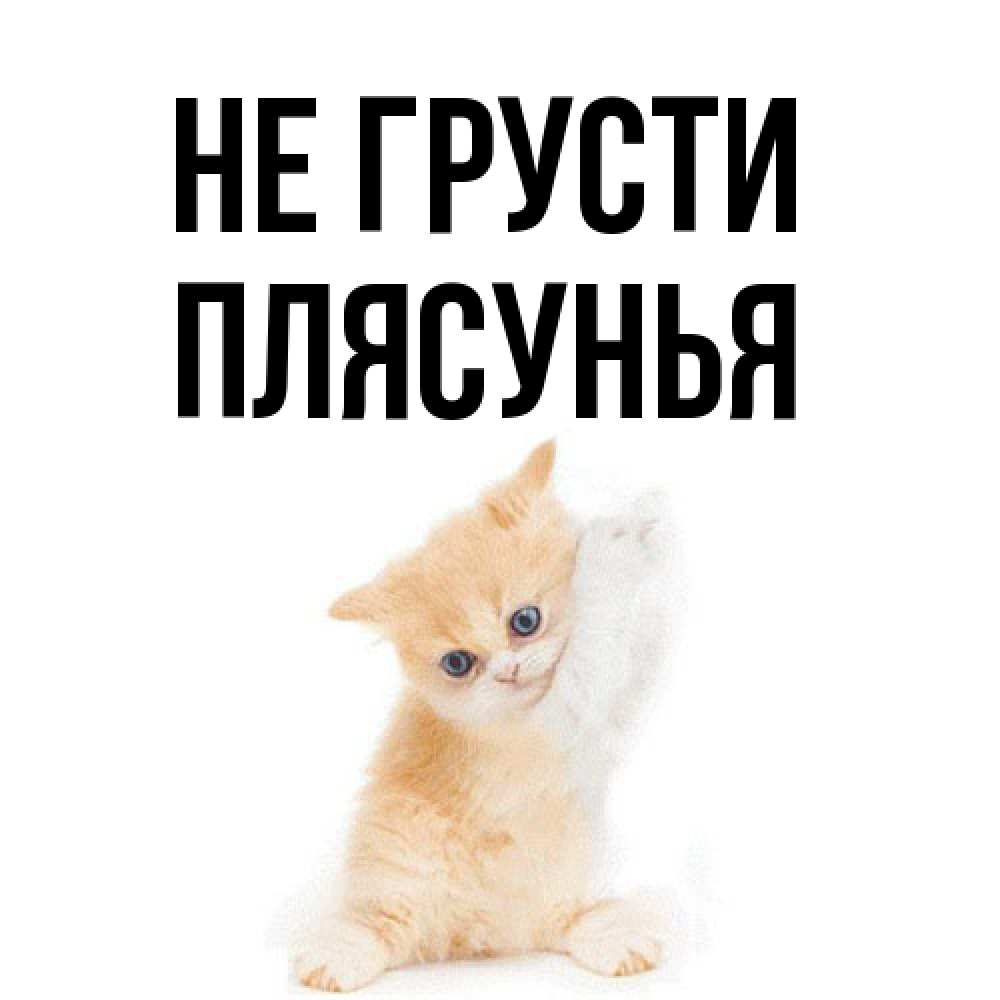 Открытка на каждый день с именем, Плясунья Не грусти просящий кот Прикольная открытка с пожеланием онлайн скачать бесплатно 