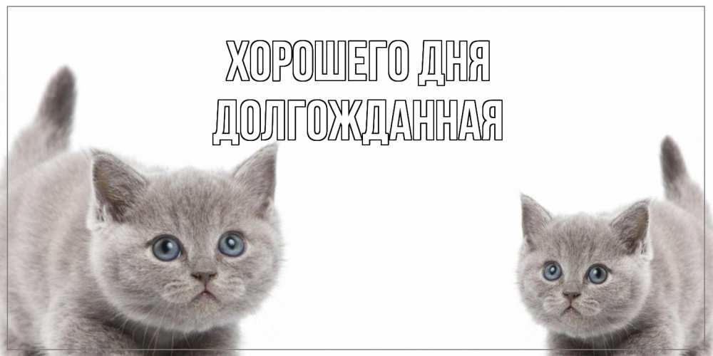 Открытка на каждый день с именем, Долгожданная Хорошего дня открытка с котами Прикольная открытка с пожеланием онлайн скачать бесплатно 