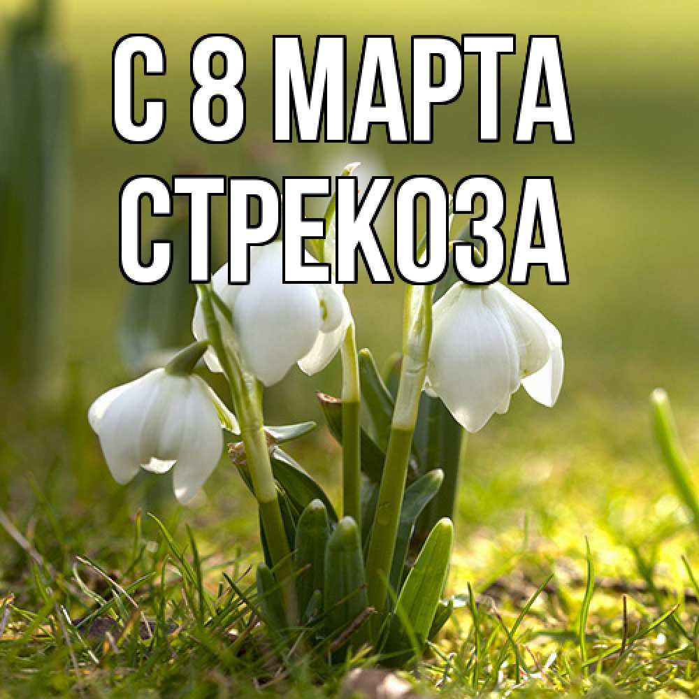 Открытка на каждый день с именем, Стрекоза C 8 МАРТА ранние цветы 2 Прикольная открытка с пожеланием онлайн скачать бесплатно 