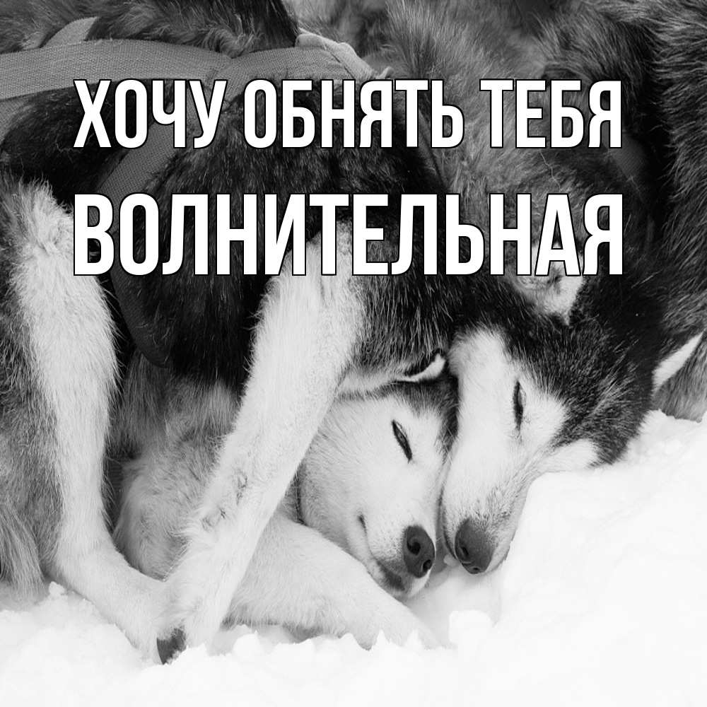 Открытка на каждый день с именем, волнительная Хочу обнять тебя собачки в упряжке Прикольная открытка с пожеланием онлайн скачать бесплатно 