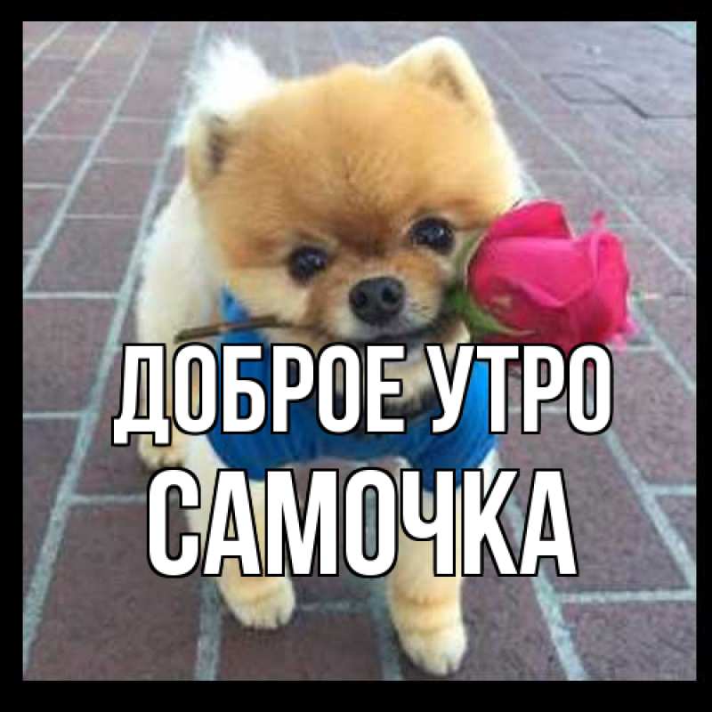 Картинка Доброе утро, Самочка
