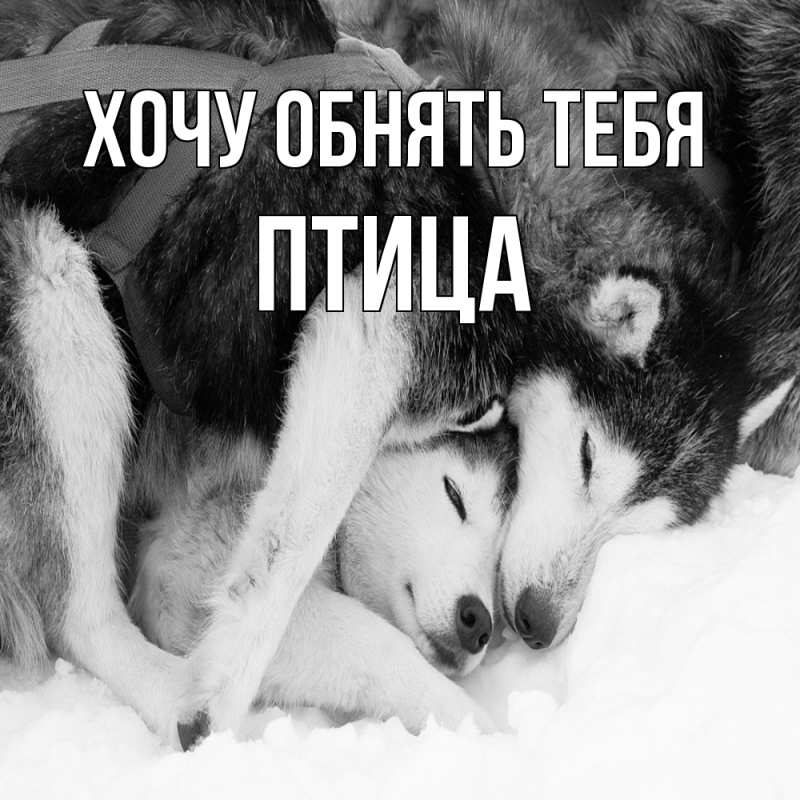 Картинка Хочу обнять тебя, Птица