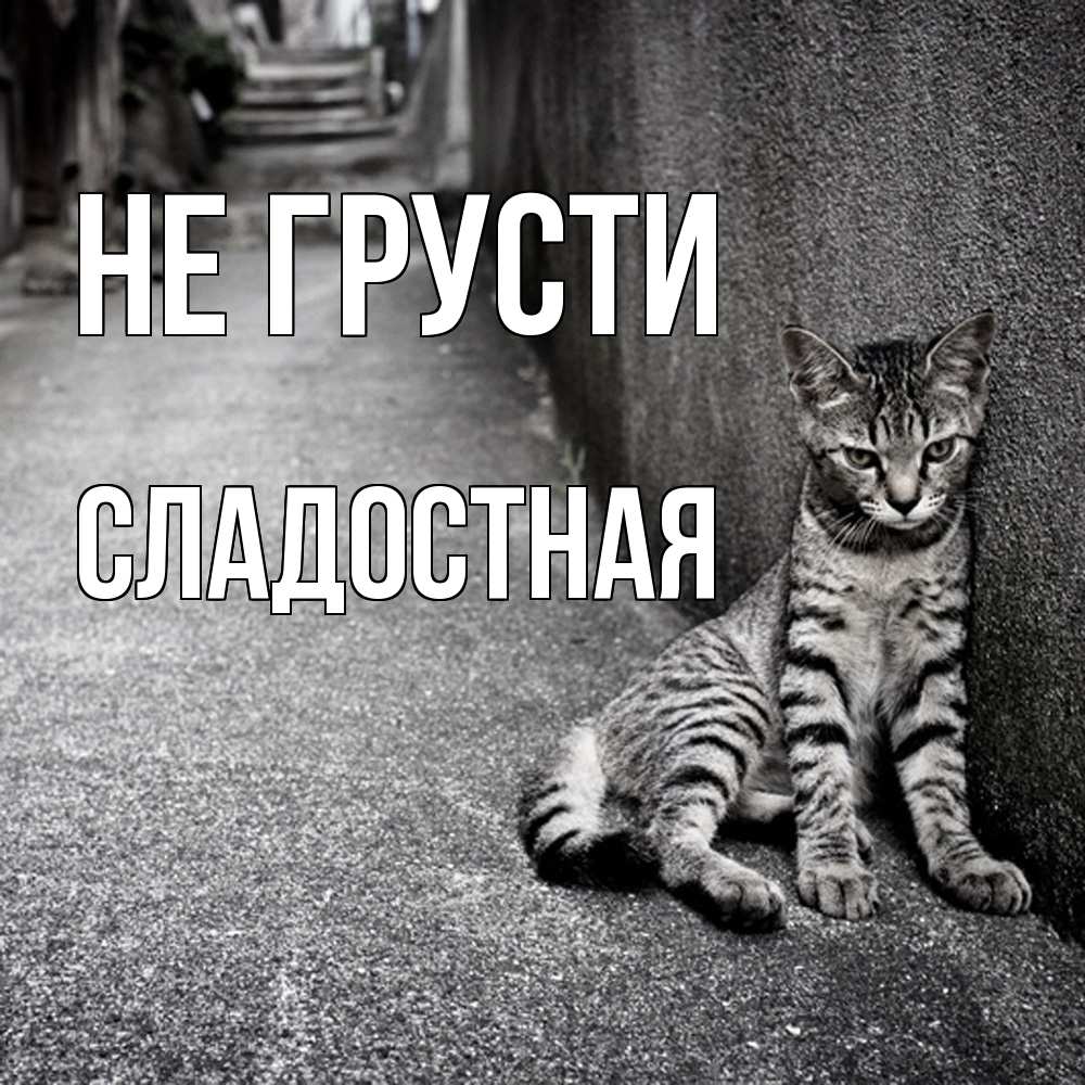 Открытка на каждый день с именем, Сладостная Не грусти скучающий котик Прикольная открытка с пожеланием онлайн скачать бесплатно 