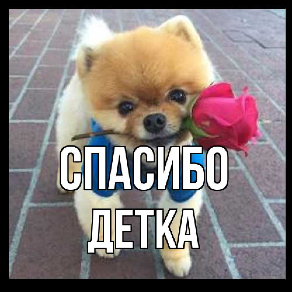 Открытка на каждый день с именем, Детка Спасибо спасибо и дарю тебе цветок Прикольная открытка с пожеланием онлайн скачать бесплатно 
