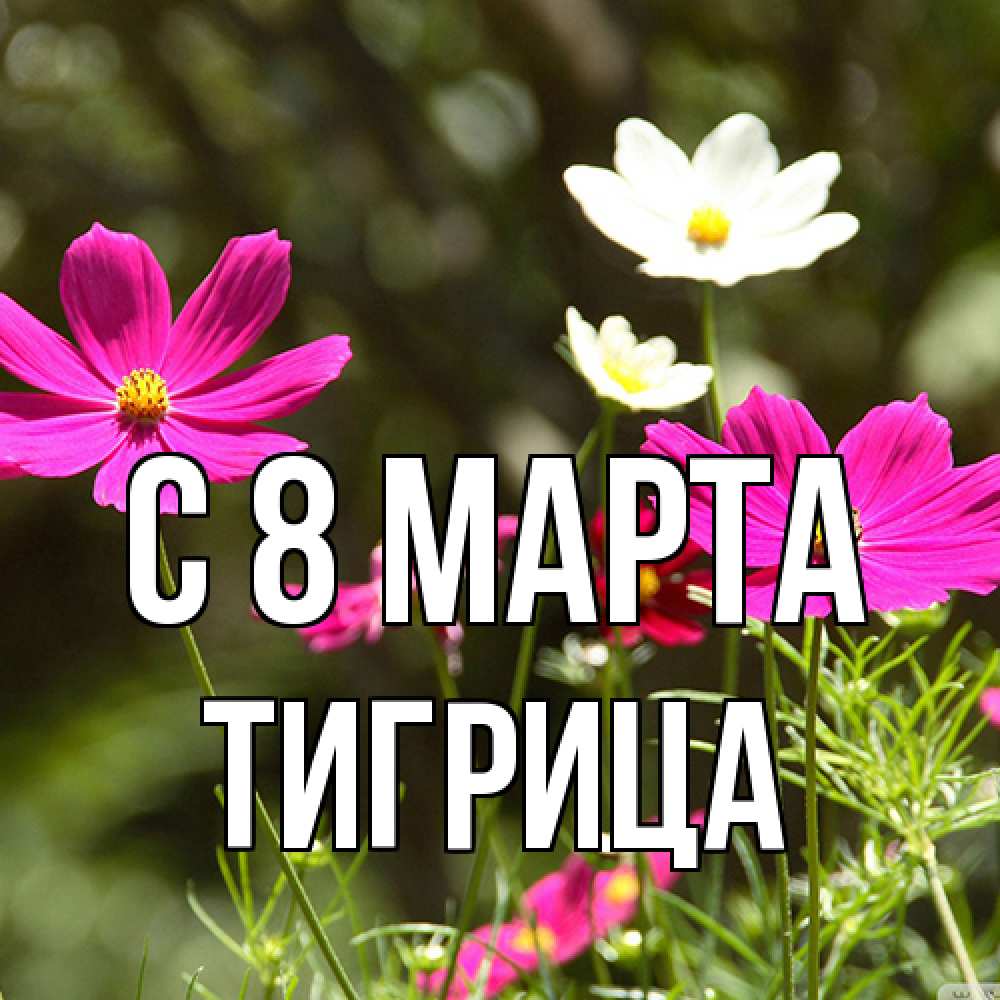 Открытка на каждый день с именем, Тигрица C 8 МАРТА цветы Прикольная открытка с пожеланием онлайн скачать бесплатно 
