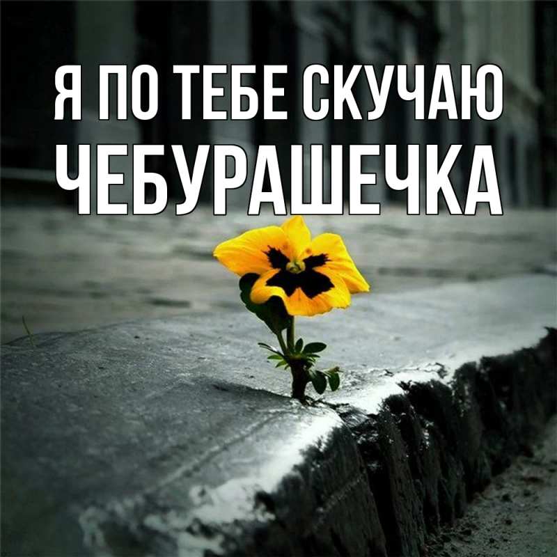 Картинка Я по тебе скучаю, Чебурашечка