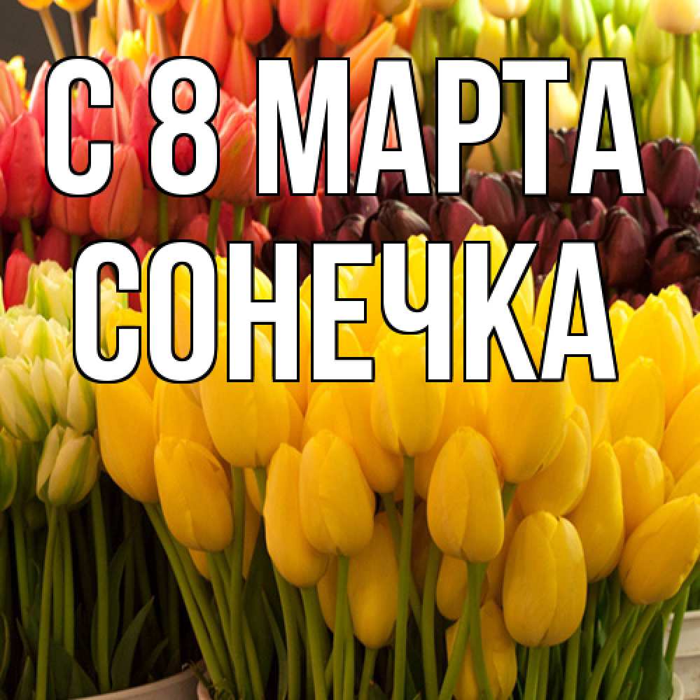 Открытка на каждый день с именем, Сонечка C 8 МАРТА цветы Прикольная открытка с пожеланием онлайн скачать бесплатно 