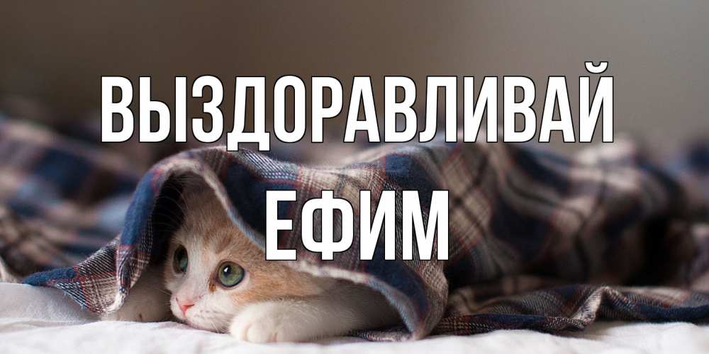 Открытка на каждый день с именем, Ефим Выздоравливай не болейте с котиком Прикольная открытка с пожеланием онлайн скачать бесплатно 