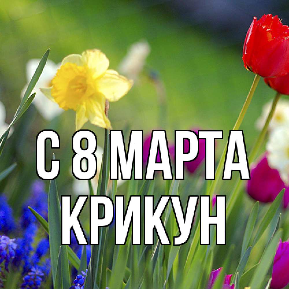Открытка на каждый день с именем, Крикун C 8 МАРТА международный женский день 3 Прикольная открытка с пожеланием онлайн скачать бесплатно 