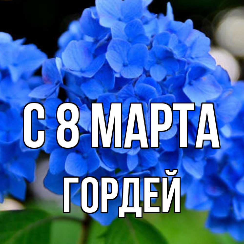 Открытка на каждый день с именем, Гордей C 8 МАРТА синие цветы Прикольная открытка с пожеланием онлайн скачать бесплатно 