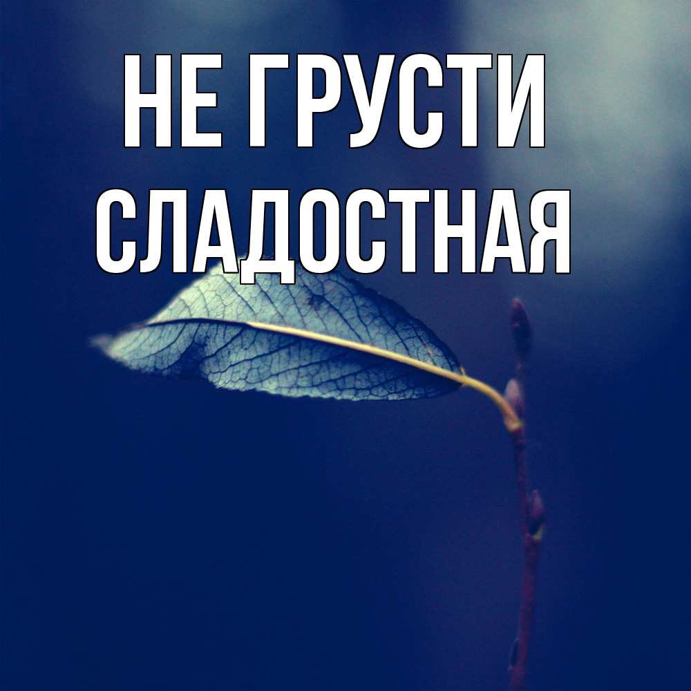 Открытка на каждый день с именем, Сладостная Не грусти растение Прикольная открытка с пожеланием онлайн скачать бесплатно 