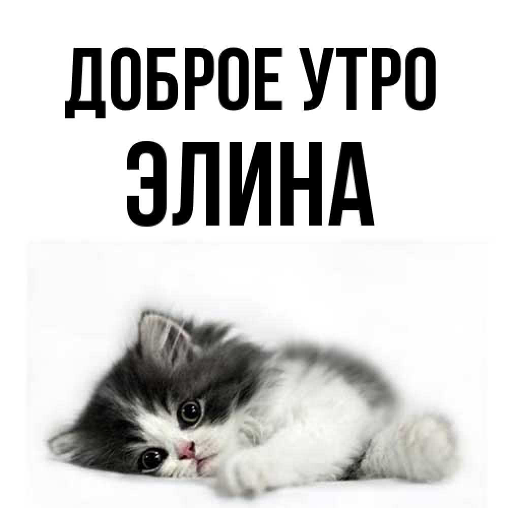 Открытка на каждый день с именем, Элина Доброе утро кот лапки Прикольная открытка с пожеланием онлайн скачать бесплатно 