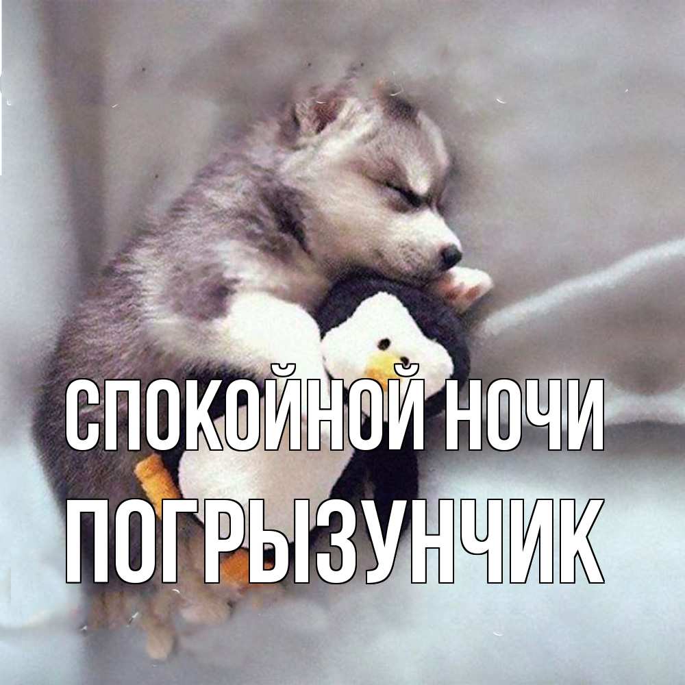 Открытка на каждый день с именем, Погрызунчик Спокойной ночи обнимашки щенка и пингвина Прикольная открытка с пожеланием онлайн скачать бесплатно 