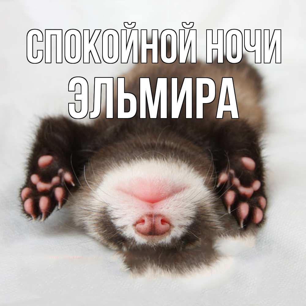 Открытка на каждый день с именем, Эльмира Спокойной ночи зверек Прикольная открытка с пожеланием онлайн скачать бесплатно 