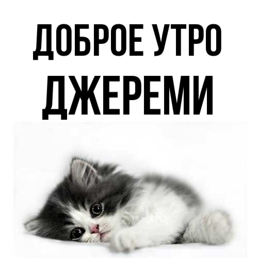 Открытка на каждый день с именем, Джереми Доброе утро кот лапки Прикольная открытка с пожеланием онлайн скачать бесплатно 