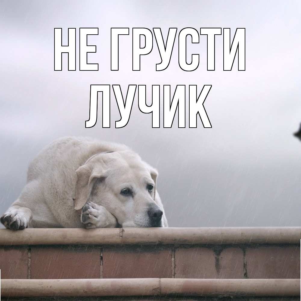 Открытка на каждый день с именем, Лучик Не грусти белый пес 1 Прикольная открытка с пожеланием онлайн скачать бесплатно 