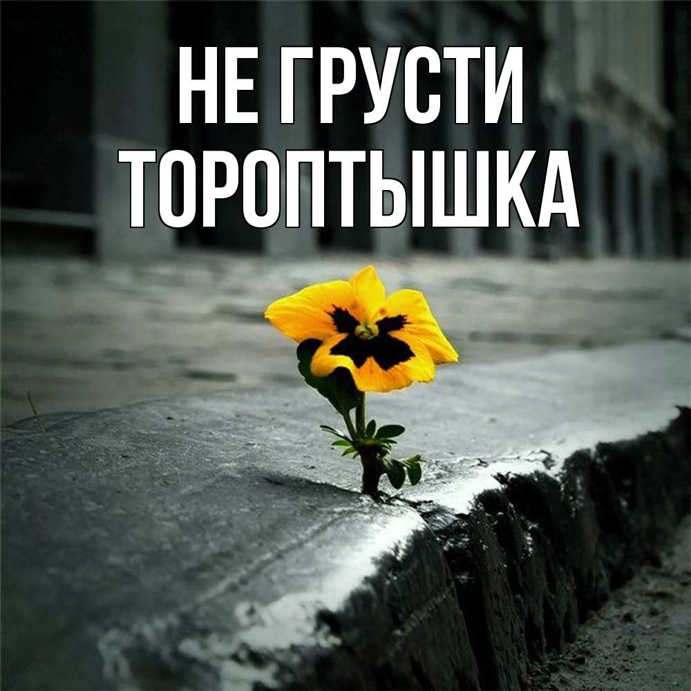 Открытка на каждый день с именем, Тороптышка Не грусти не сдавайся Прикольная открытка с пожеланием онлайн скачать бесплатно 