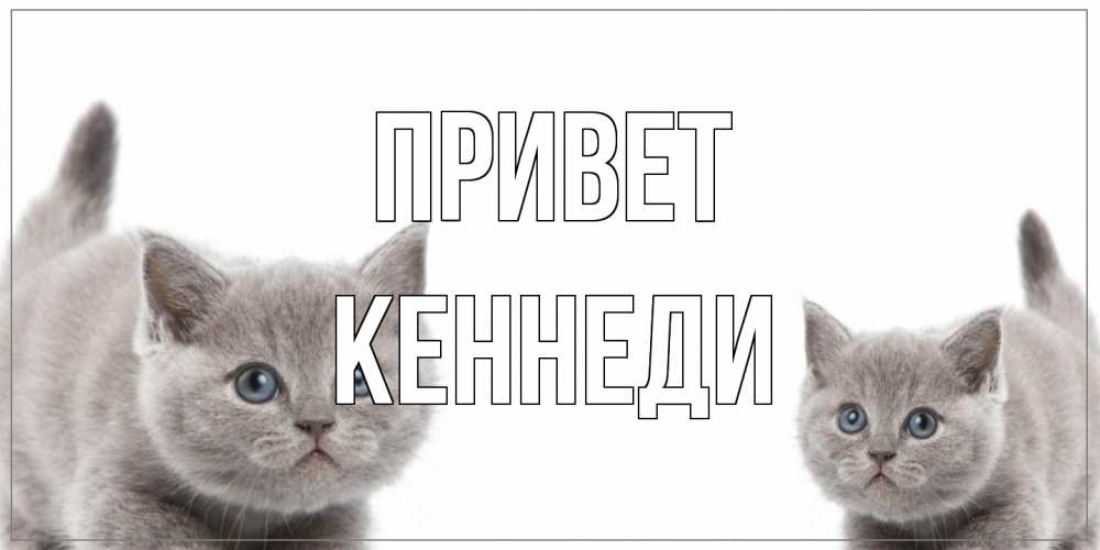 Открытка на каждый день с именем, Кеннеди Привет коты Прикольная открытка с пожеланием онлайн скачать бесплатно 