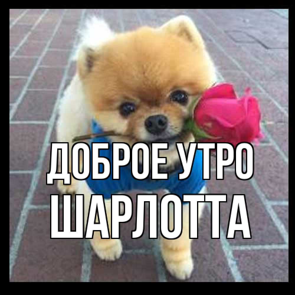 Открытка на каждый день с именем, Шарлотта Доброе утро роза в зубах Прикольная открытка с пожеланием онлайн скачать бесплатно 