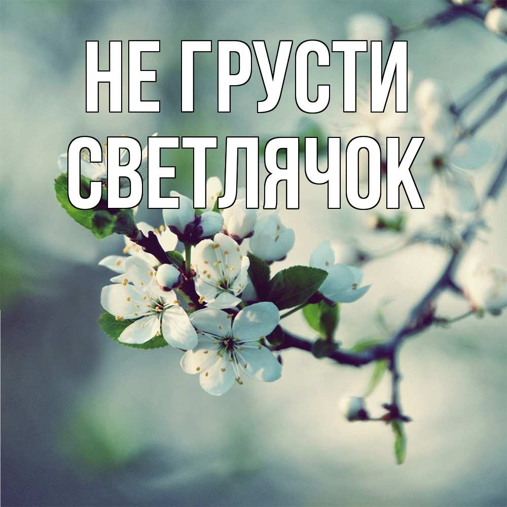 Открытка на каждый день с именем, Светлячок Не грусти яблоня в цвету 1 Прикольная открытка с пожеланием онлайн скачать бесплатно 