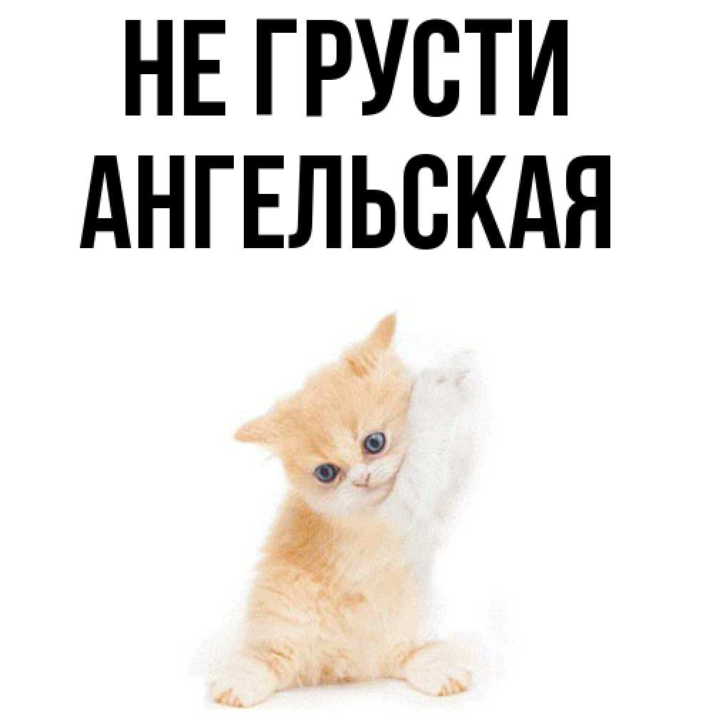 Открытка на каждый день с именем, Ангельская Не грусти просящий кот Прикольная открытка с пожеланием онлайн скачать бесплатно 