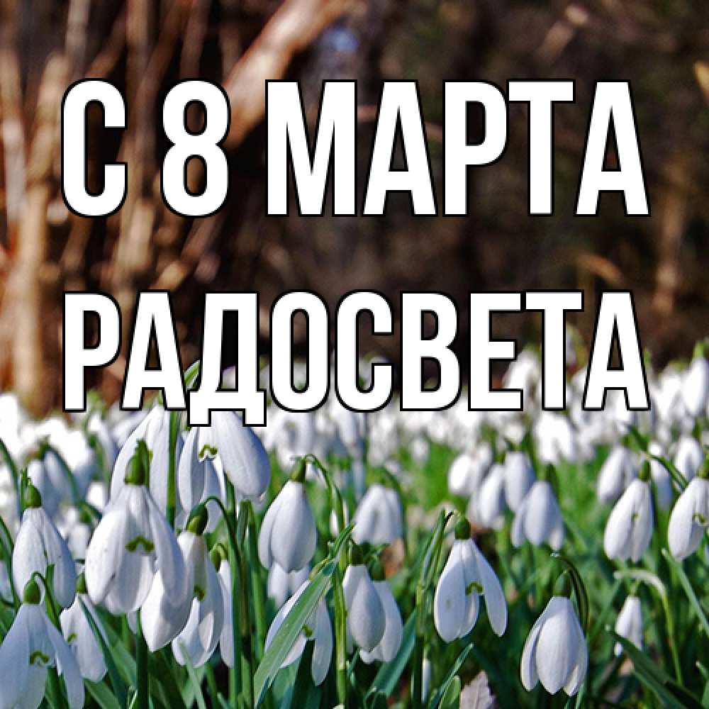 Открытка на каждый день с именем, Радосвета C 8 МАРТА с подснежниками 1 Прикольная открытка с пожеланием онлайн скачать бесплатно 