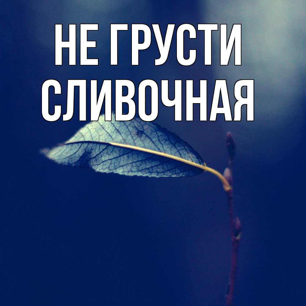 Открытка на каждый день с именем, Сливочная Не грусти растение Прикольная открытка с пожеланием онлайн скачать бесплатно 