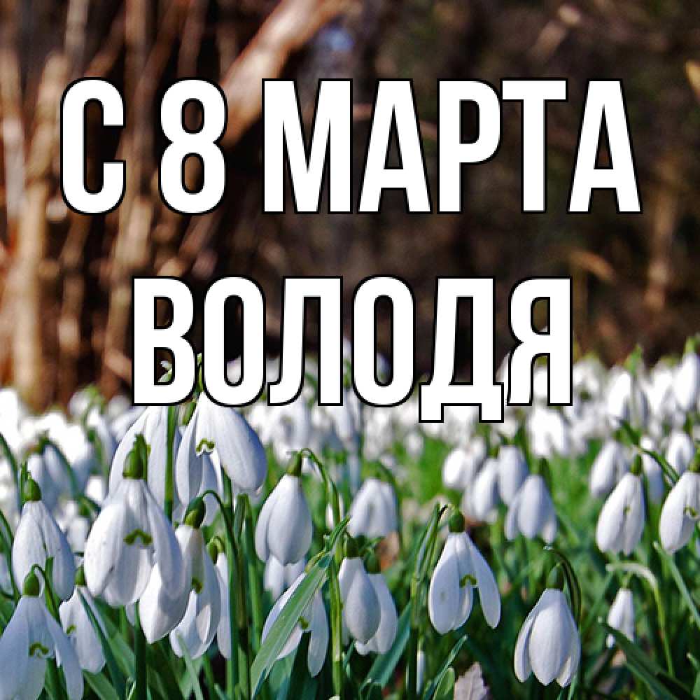 Открытка на каждый день с именем, Володя C 8 МАРТА с подснежниками 1 Прикольная открытка с пожеланием онлайн скачать бесплатно 