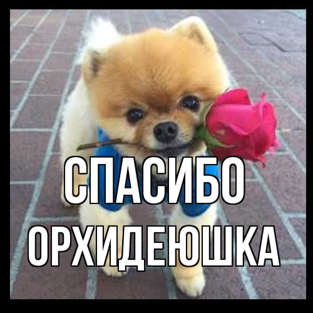 Открытка на каждый день с именем, Орхидеюшка Спасибо спасибо и дарю тебе цветок Прикольная открытка с пожеланием онлайн скачать бесплатно 