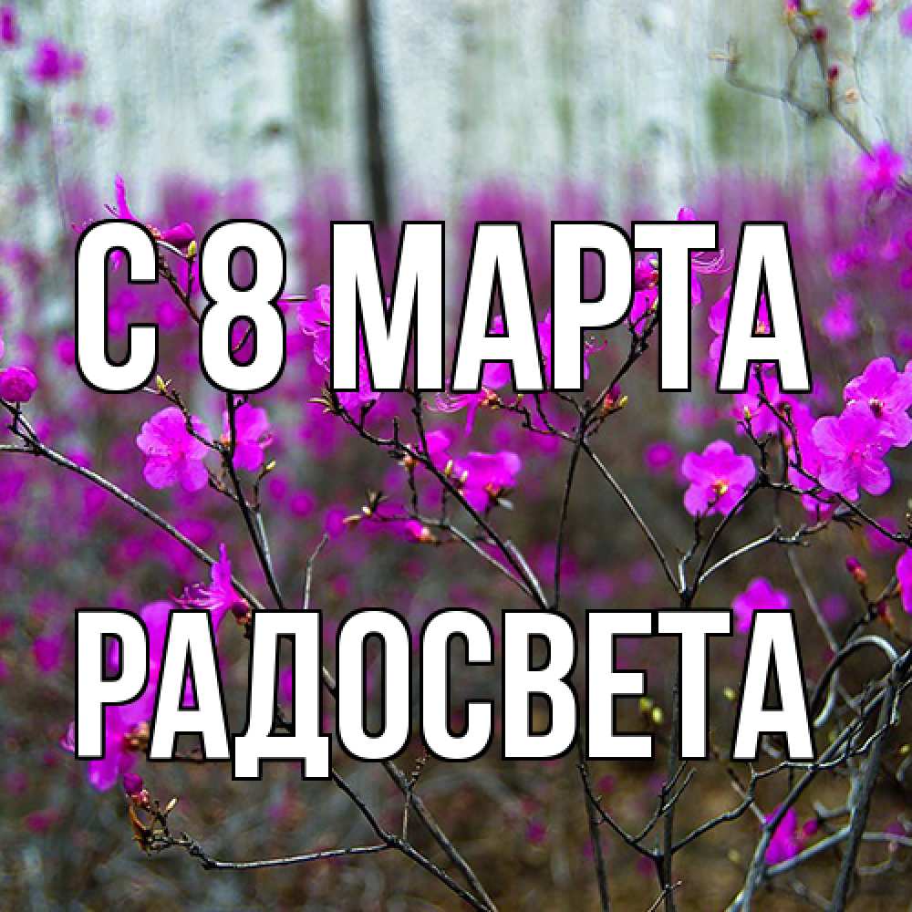 Открытка на каждый день с именем, Радосвета C 8 МАРТА дикие цветы Прикольная открытка с пожеланием онлайн скачать бесплатно 