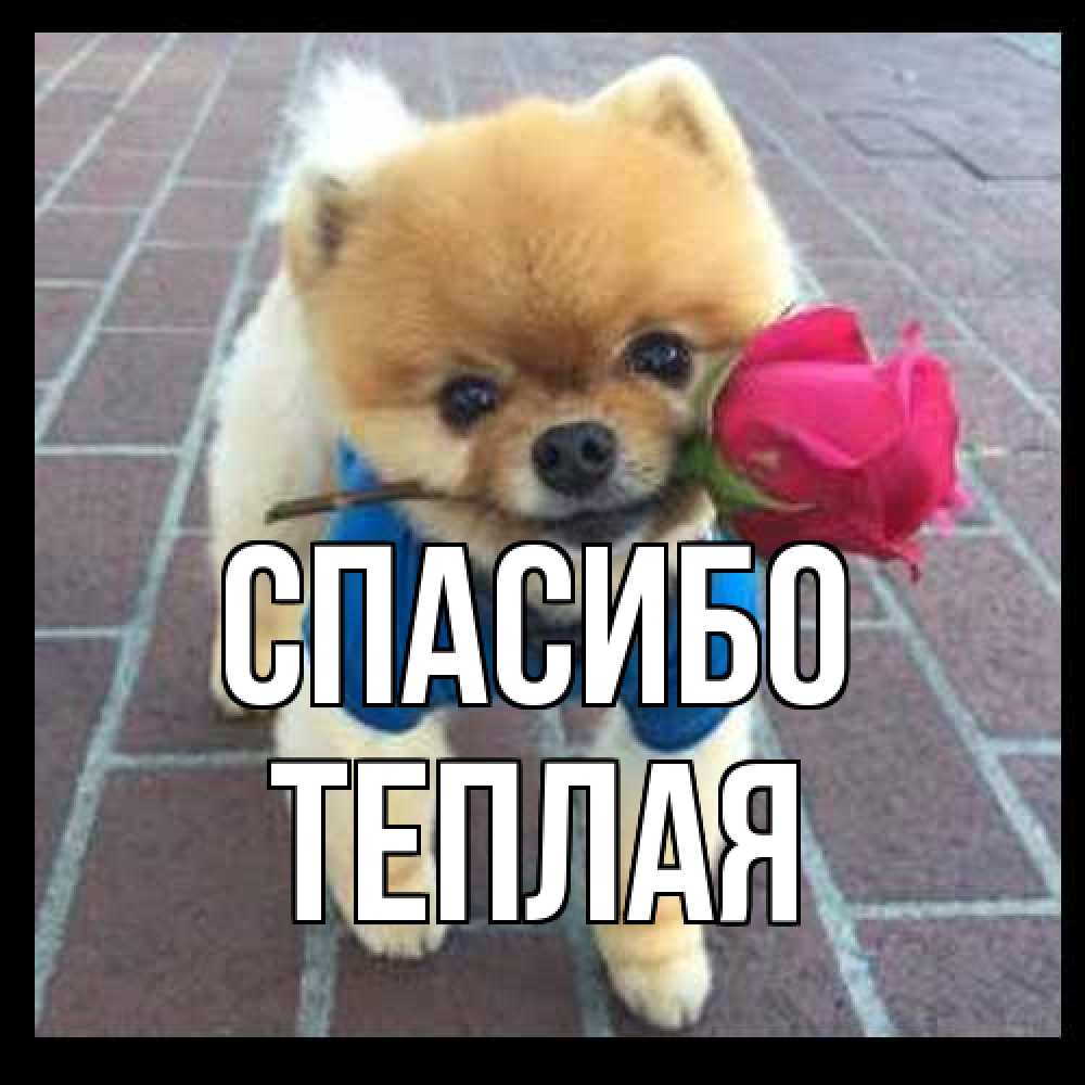 Открытка на каждый день с именем, теплая Спасибо спасибо и дарю тебе цветок Прикольная открытка с пожеланием онлайн скачать бесплатно 