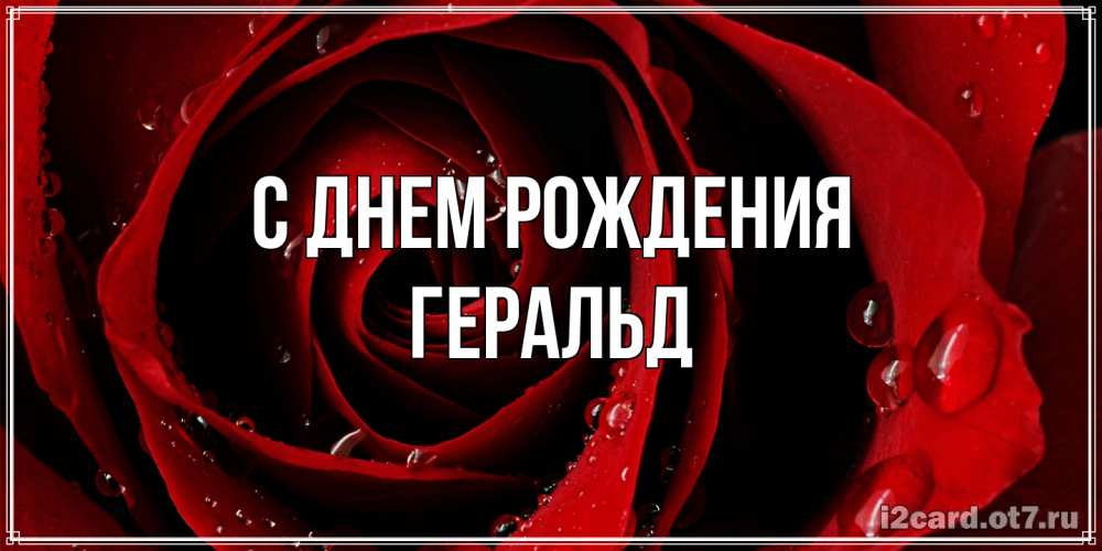 Открытка на каждый день с именем, Геральд С днем рождения крупная бордовая роза Прикольная открытка с пожеланием онлайн скачать бесплатно 