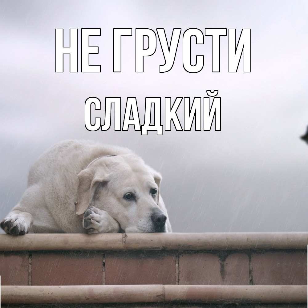 Открытка на каждый день с именем, Сладкий Не грусти белый пес 1 Прикольная открытка с пожеланием онлайн скачать бесплатно 