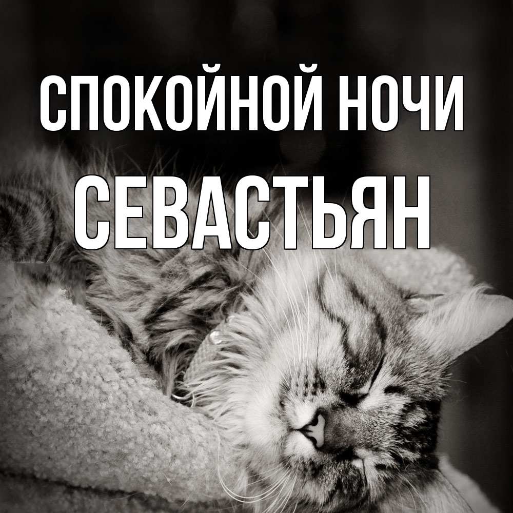 Открытка на каждый день с именем, Севастьян Спокойной ночи котярик пушистый Прикольная открытка с пожеланием онлайн скачать бесплатно 