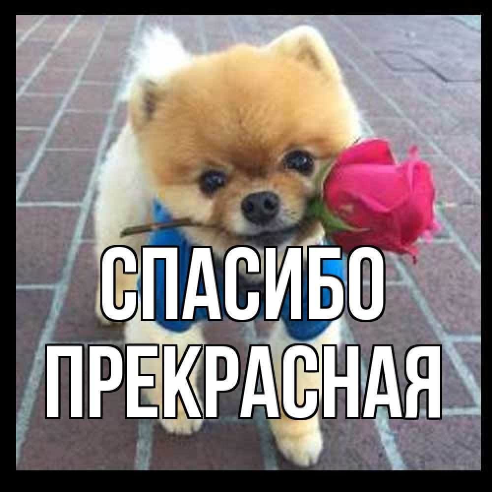 Открытка на каждый день с именем, Прекрасная Спасибо спасибо и дарю тебе цветок Прикольная открытка с пожеланием онлайн скачать бесплатно 