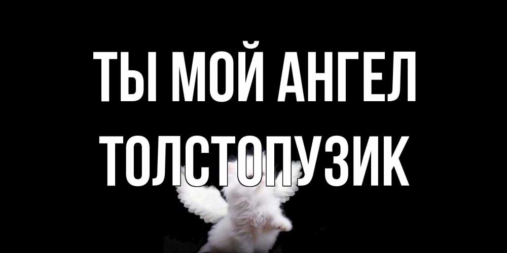 Открытка на каждый день с именем, Толстопузик Ты мой ангел Кот ангел Прикольная открытка с пожеланием онлайн скачать бесплатно 