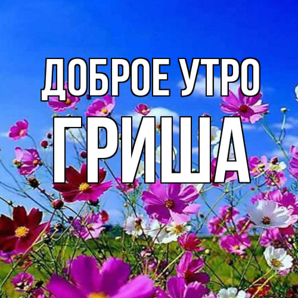 Открытка на каждый день с именем, Гриша Доброе утро сиреневые цветы Прикольная открытка с пожеланием онлайн скачать бесплатно 