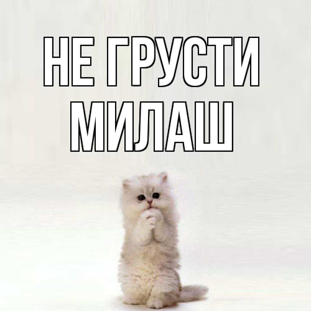 Открытка на каждый день с именем, Милаш Не грусти грустный кот Прикольная открытка с пожеланием онлайн скачать бесплатно 