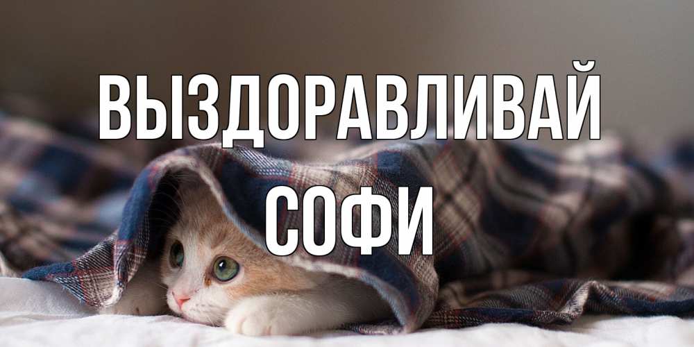 Открытка на каждый день с именем, Софи Выздоравливай не болейте с котиком Прикольная открытка с пожеланием онлайн скачать бесплатно 