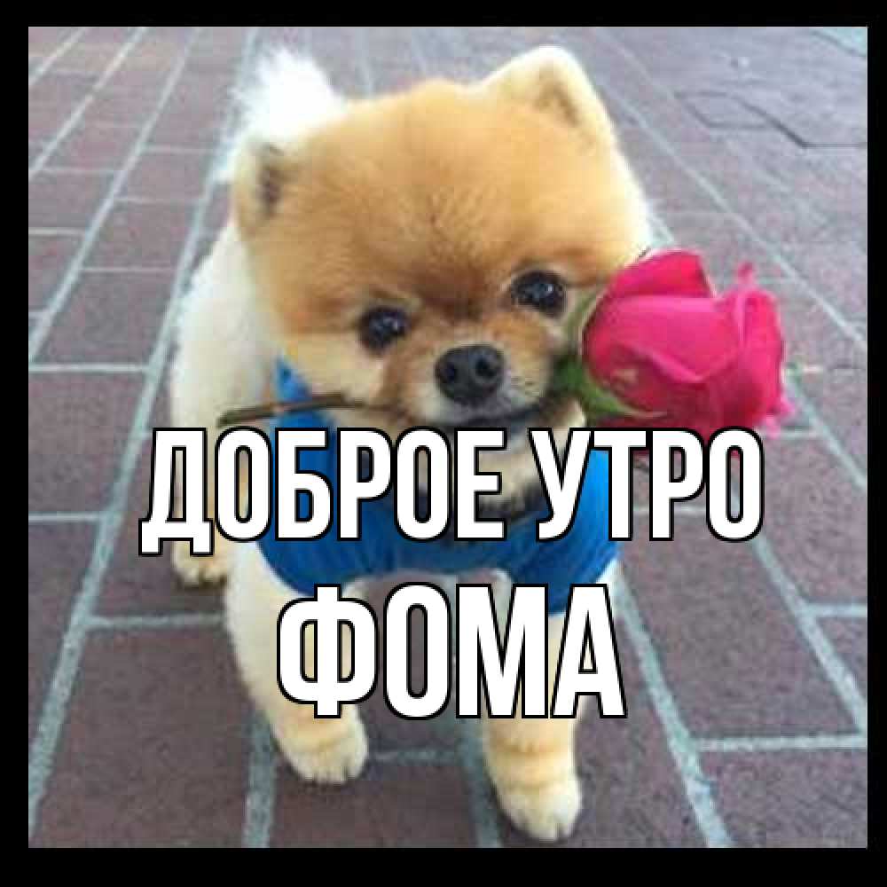 Открытка на каждый день с именем, Фома Доброе утро роза в зубах Прикольная открытка с пожеланием онлайн скачать бесплатно 