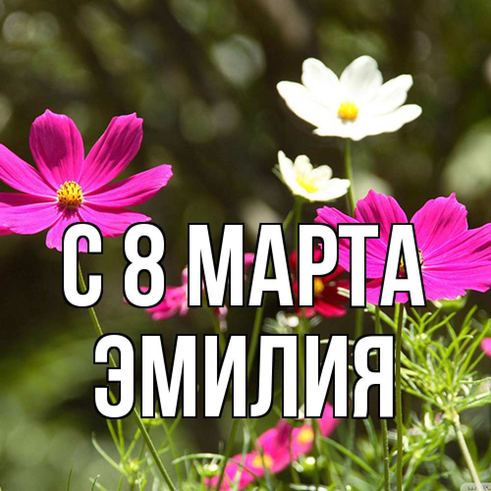 Открытка на каждый день с именем, Эмилия C 8 МАРТА цветы Прикольная открытка с пожеланием онлайн скачать бесплатно 
