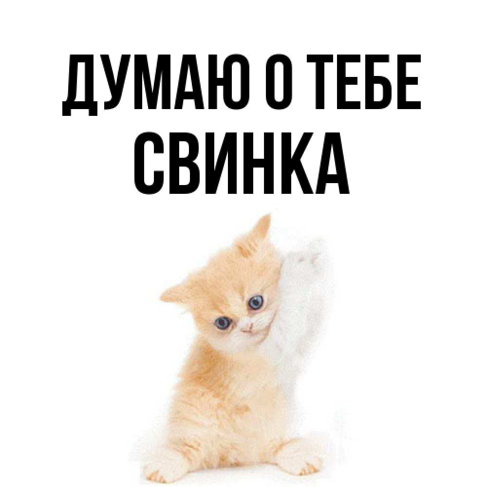 Открытка на каждый день с именем, Свинка Думаю о тебе зверушки и милота Прикольная открытка с пожеланием онлайн скачать бесплатно 