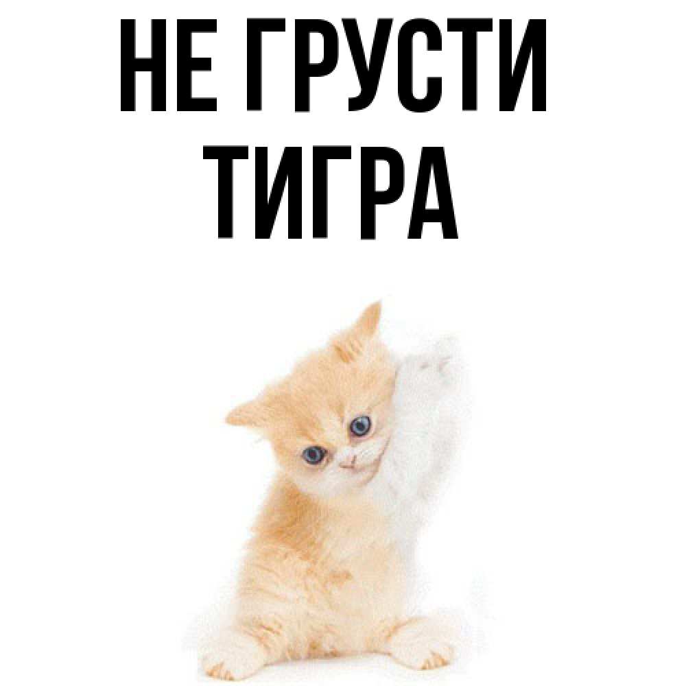 Открытка на каждый день с именем, Тигра Не грусти просящий кот Прикольная открытка с пожеланием онлайн скачать бесплатно 