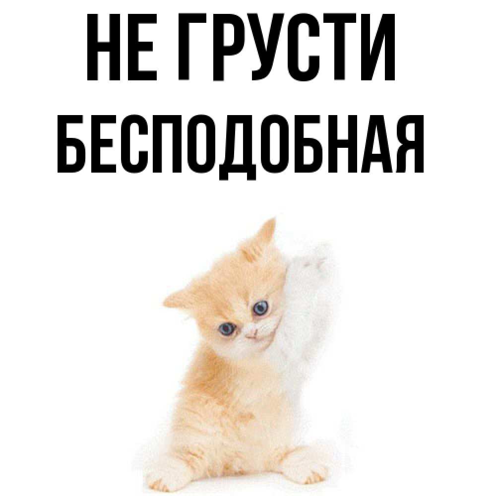Открытка на каждый день с именем, бесподобная Не грусти просящий кот Прикольная открытка с пожеланием онлайн скачать бесплатно 