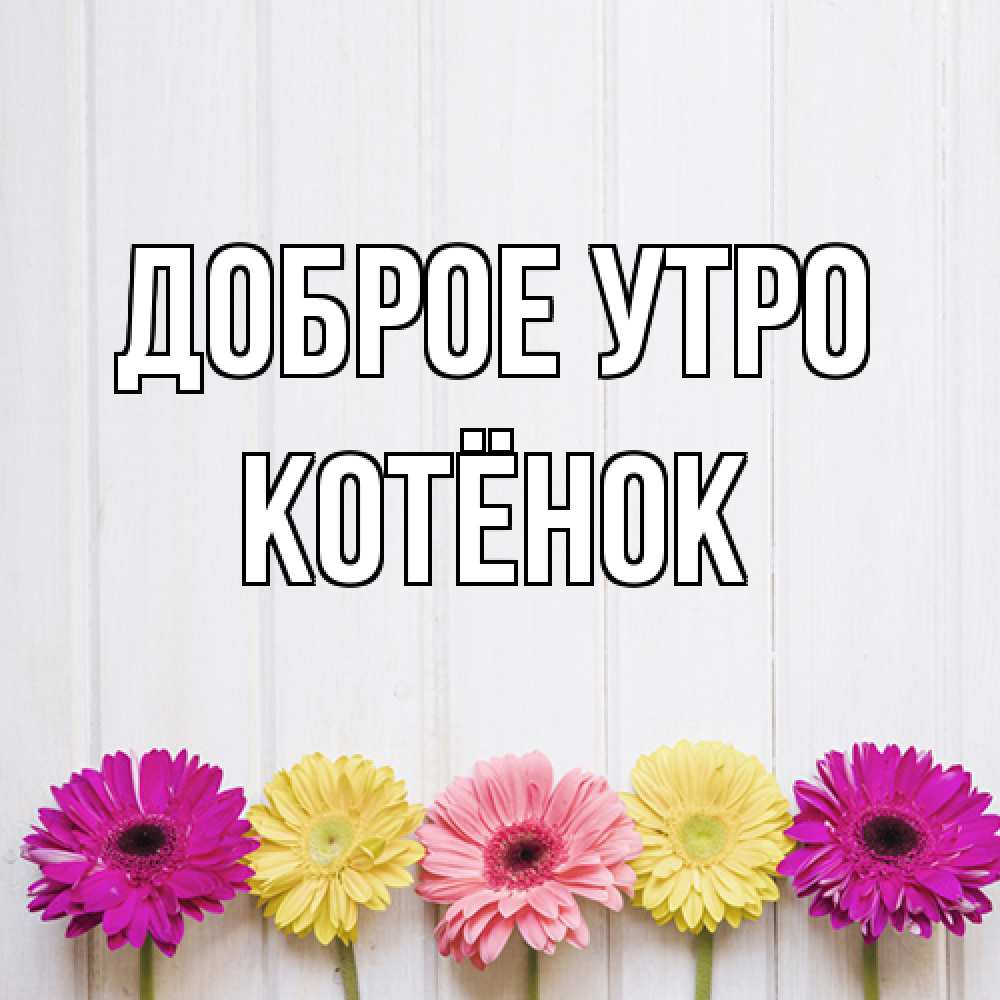 Открытка на каждый день с именем, Котёнок Доброе утро красный желтый и розовый цветок Прикольная открытка с пожеланием онлайн скачать бесплатно 